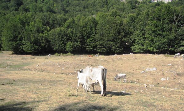 la mucca e il vitellino