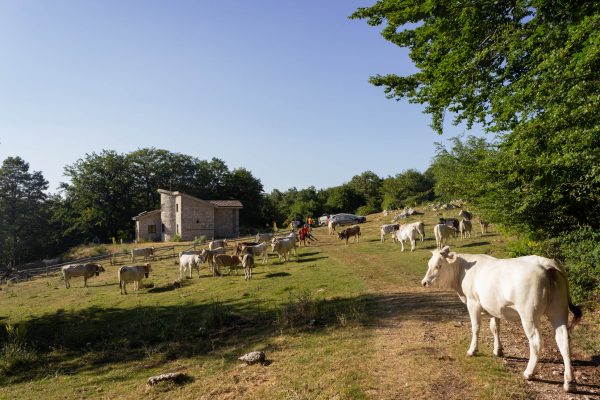 Le mucche e il rifugio (Località Corcomona - Corleto Monforte)